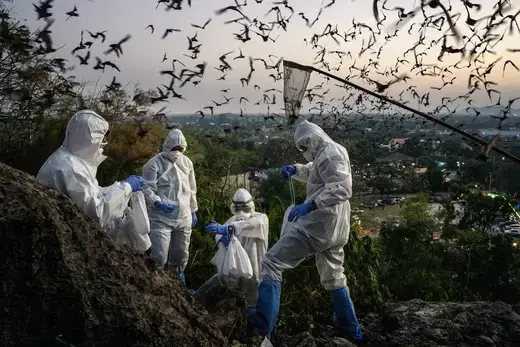 An infectious diseases research team in full body protective suits, catches bats for a study outside the Khao Chong Phran Cave in Ratchaburi, Thailand